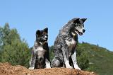 AKITA INU 480